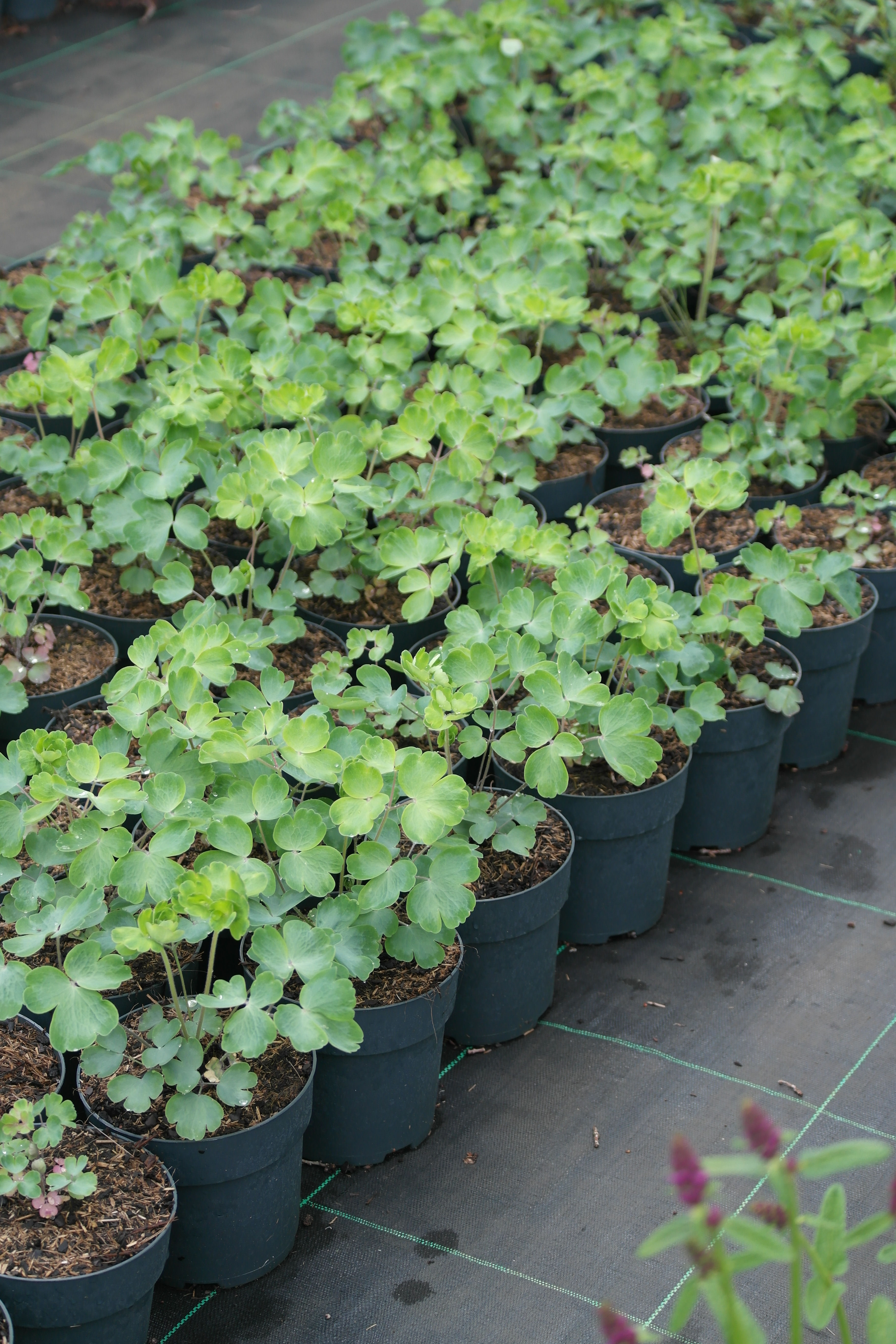 Aquilegia vulgaris 'Black Barlow'