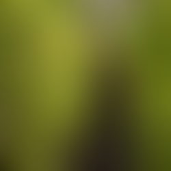 Grote voorraad klimplanten