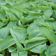 De grootste hosta soort