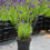 Thumbnail: Lavandula angustifolia 'Hidcote'
