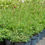 Thumbnail: Sanguisorba officinalis 'Tanna'