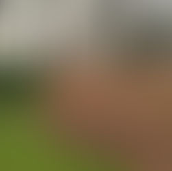 De december tuintip: 3 redenen om je bladeren in je border te laten liggen