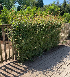 Aarts Tuinplanten hagen (7).jpeg
