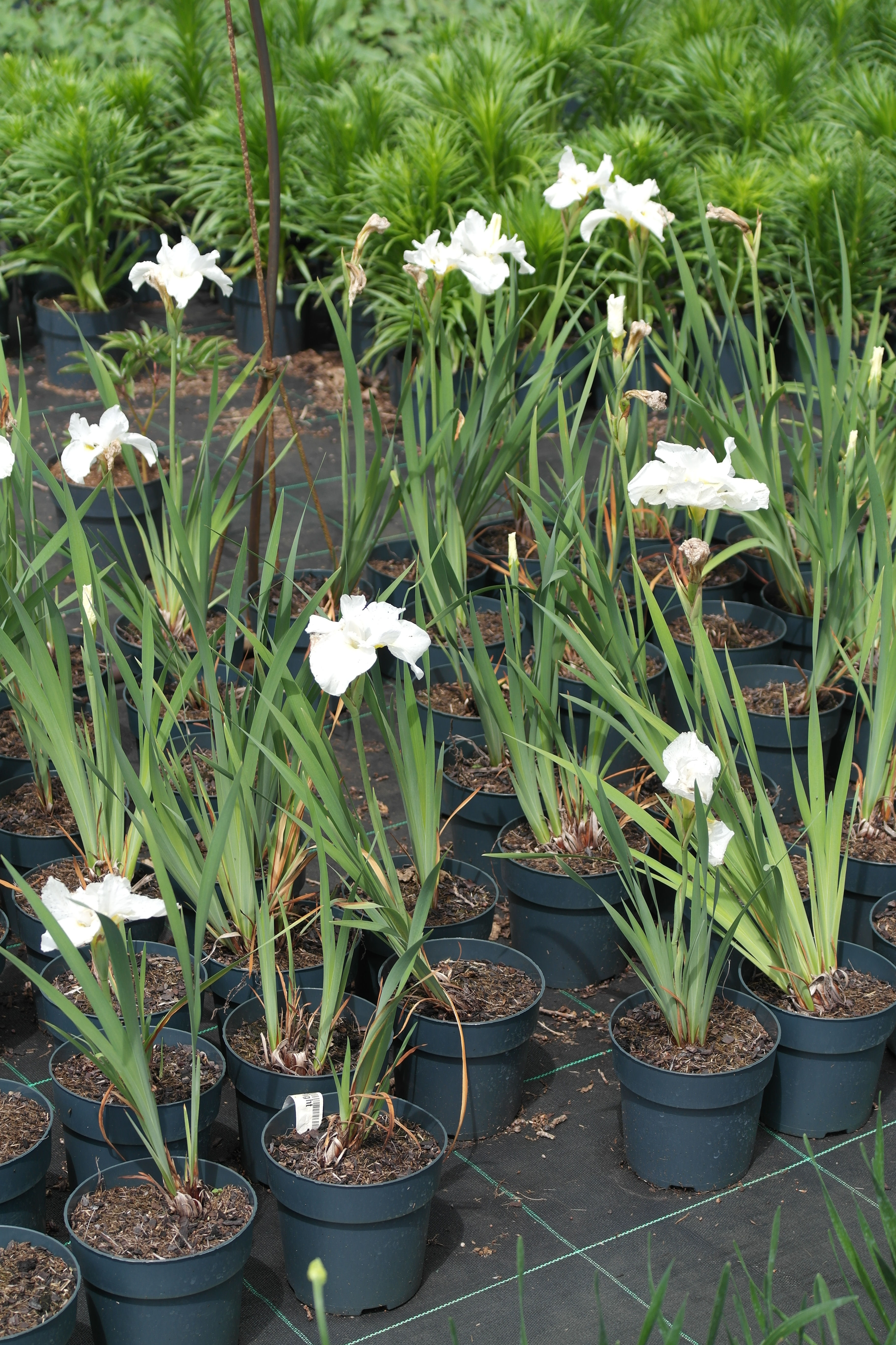 Iris 'Swans In Flight'