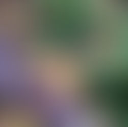 Waarom je bladeren moet laten liggen 