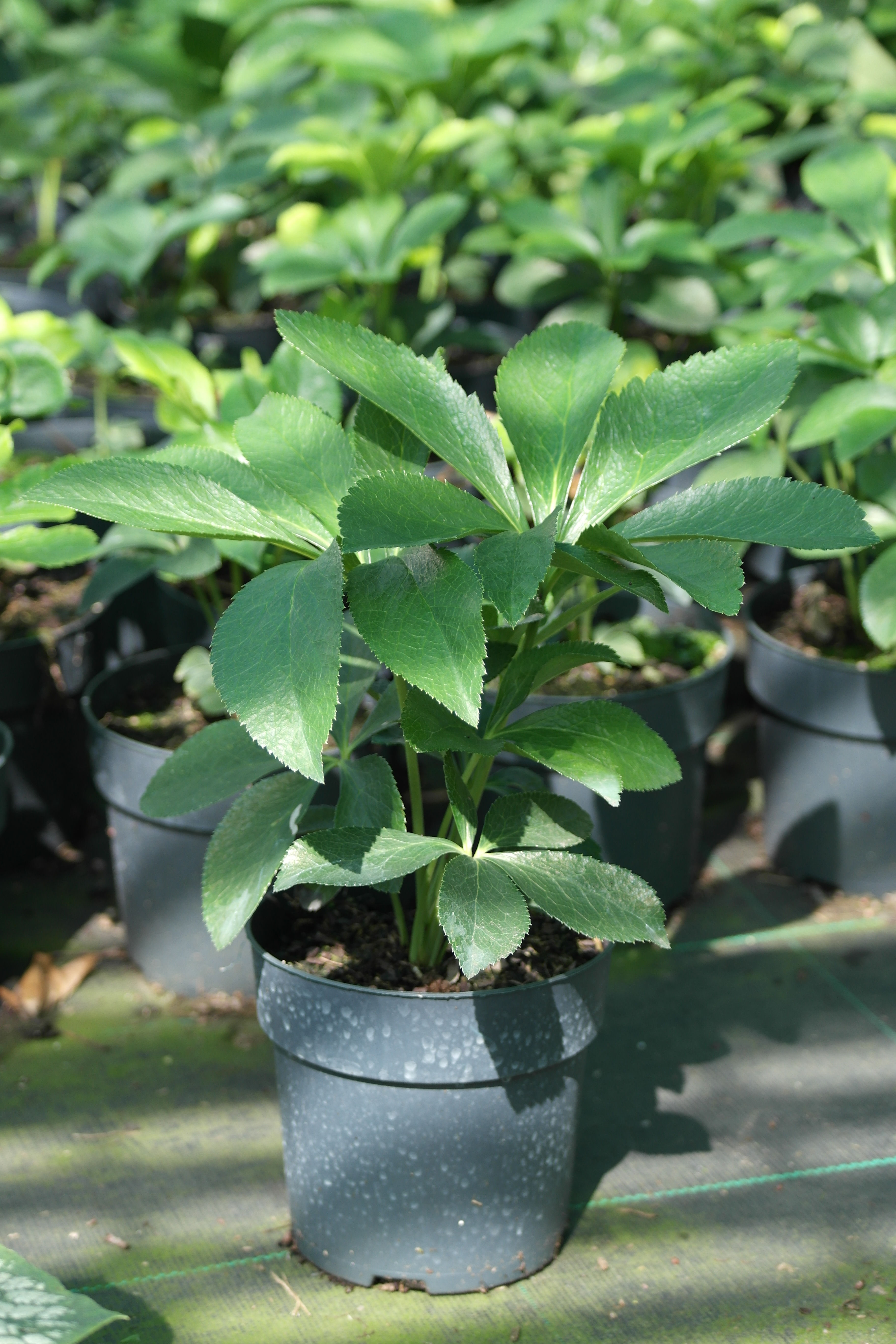 Helleborus orientalis