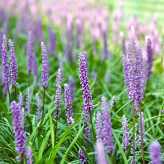 Plant van de maand september