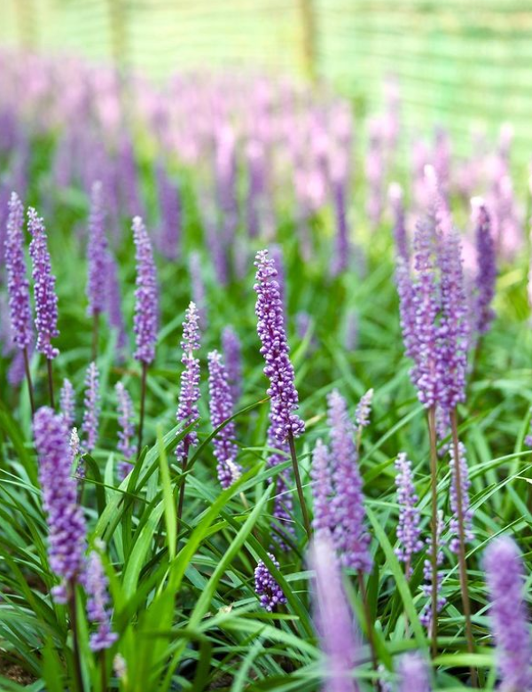 Thumbnail: Liriope muscari 'Moneymaker'