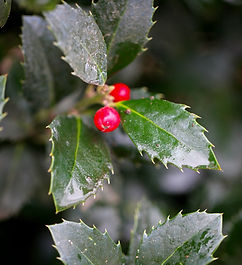 Aarts Tuinplanten haag