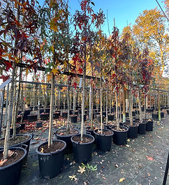 Aarts Tuinplanten Asten bomen (25).jpg