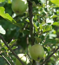 Aarts Tuinplanten Asten bomen (57).jpeg