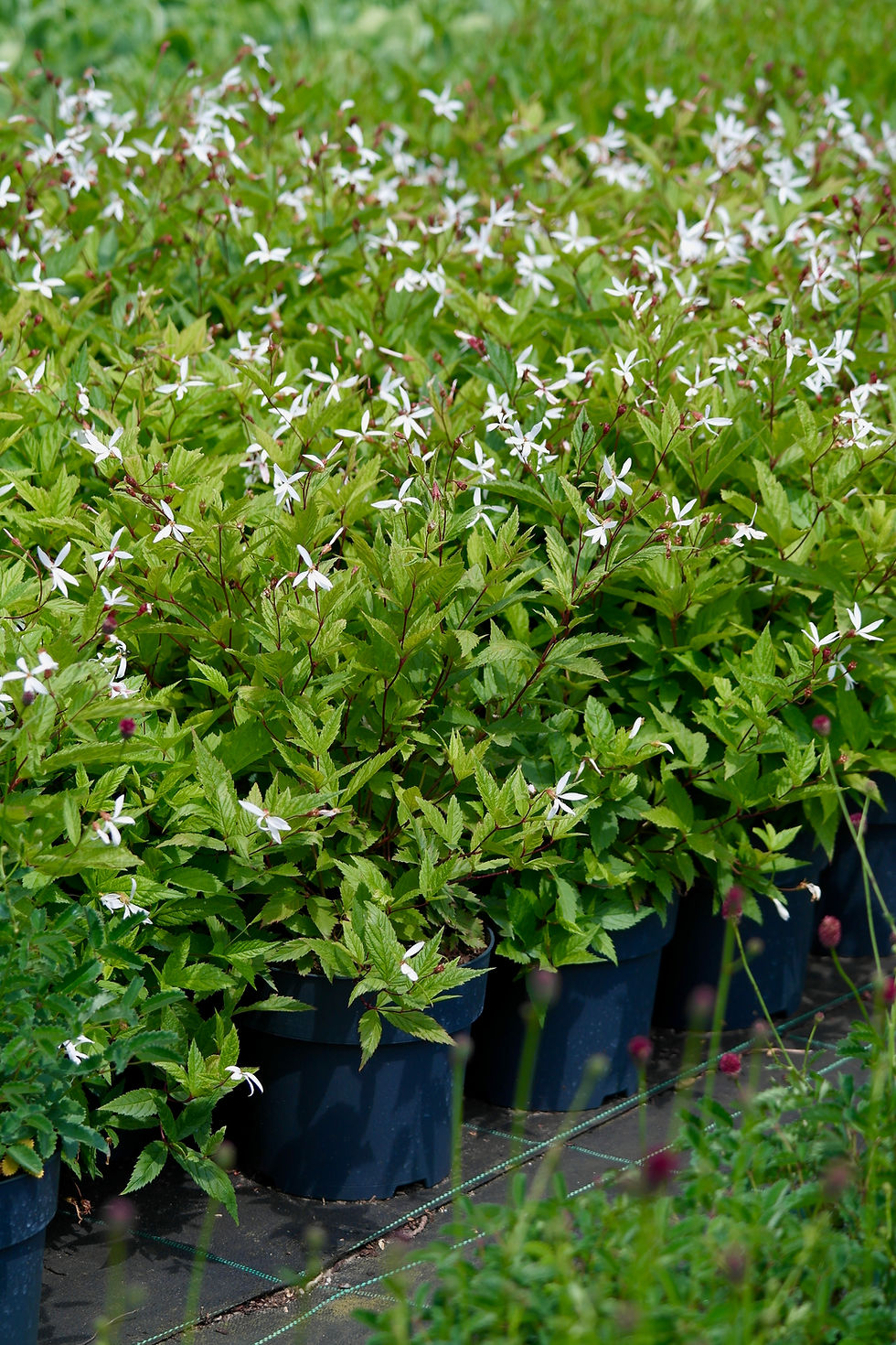 Gillenia trifoliata