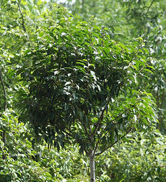 Aarts Tuinplanten Asten bomen (54).jpeg