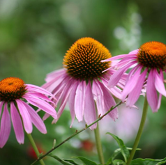 Echinacea purpurea 'Magnus