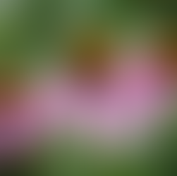 Echinacea purpurea 'Magnus