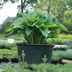 Hosta Empress Wu