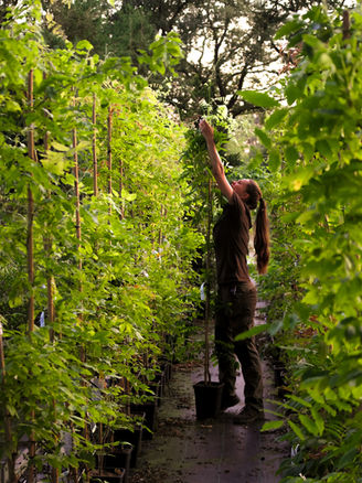 Klimplanten Asten
Verticale tuin Asten