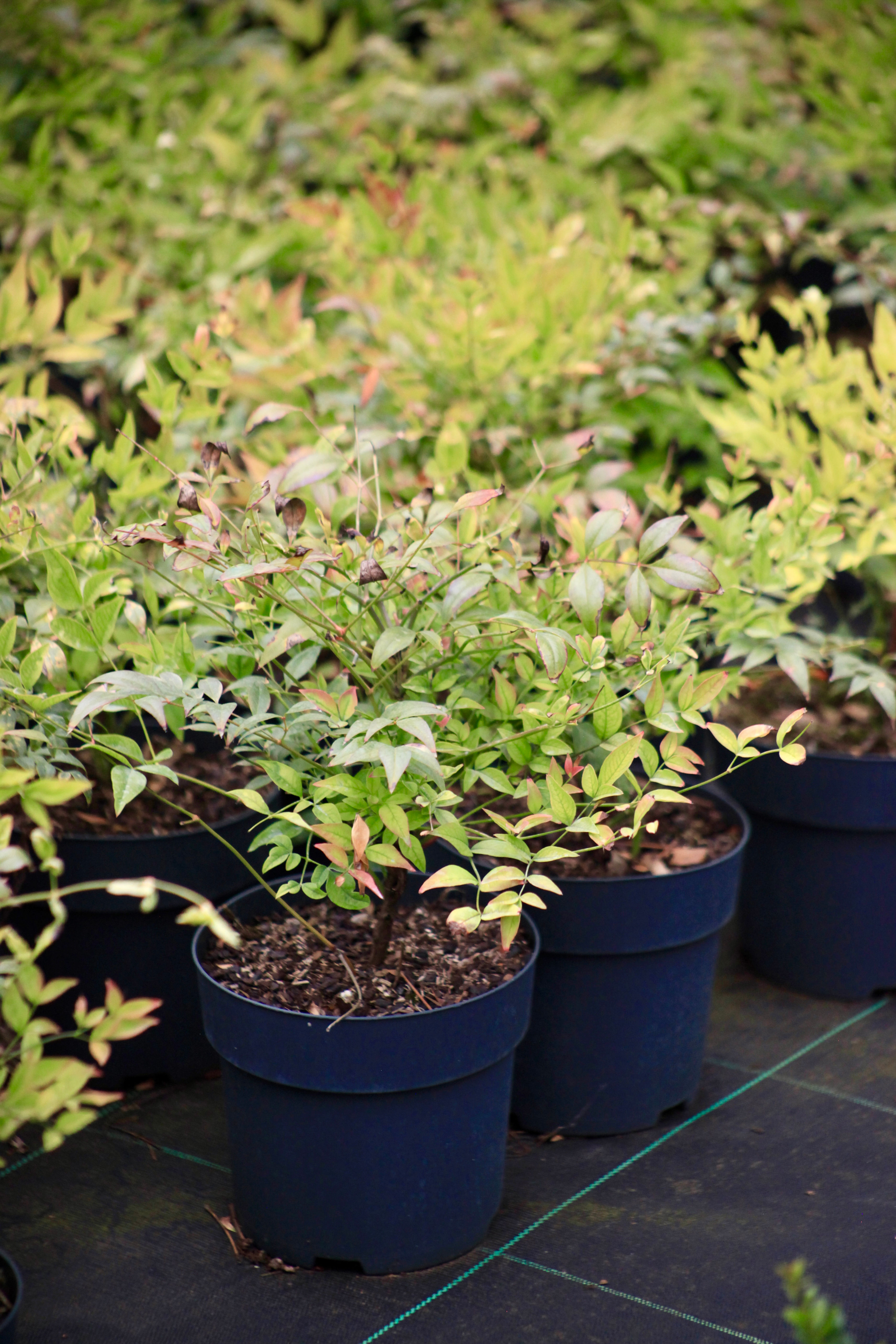 Nandina domestica 'Gulf Stream'
