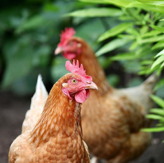 Kom gezellig langs en maak een rondje op de kwekerij.