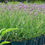 Thumbnail: Verbena bonariensis 'Lollipop'