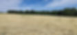 Spring Straw