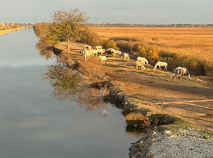 Camargue Chevaux Pont de Franquevaux.jpeg.jpeg