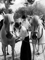 Chevaux Camargue avec gardians