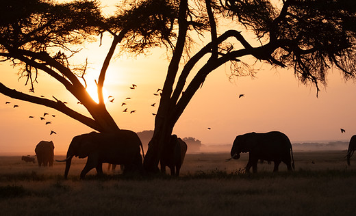 Tusker_11.jpg