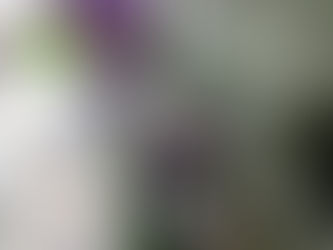 菖蒲(しょうぶ)