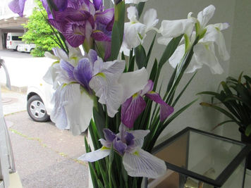 菖蒲(しょうぶ)