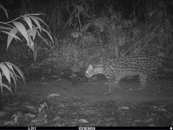 Exploring the Amazon with Alice Lily Armstrong: How Culture, Deforestation, and the Illegal Wildlife Trade Shape the Fate of Wild Cats – Part One