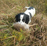 Chas best 1st NE chicken.JPG