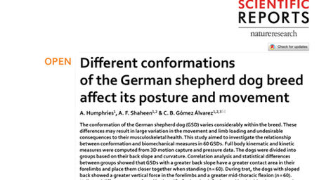 Different conformations of the German shepherd dog breed affect its posture and movement