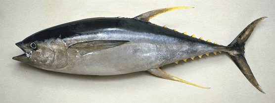 TUNA FISH