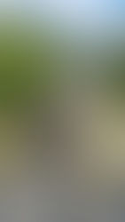 Autoridades atienden emergencia por colapso de puente ‘La Vieja’ entre Quindío y Valle del Cauca