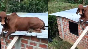 En Antioquia: Un ternero se montó en el techo de una casa para descansar