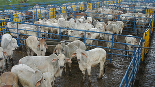 Gustavo Petro emitió decreto para reabrir mataderos municipales