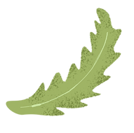 Leaf