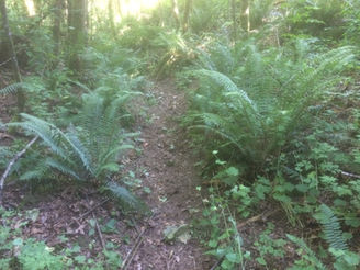 Pruning Forest Trails