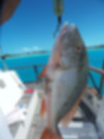 Large fish being weighed on a boat, Trawler photo gallery