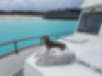 Dachshund on a boat deck from a trawler photo gallery.