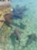Sharks swimming in clear water from a Trawler photo gallery.
