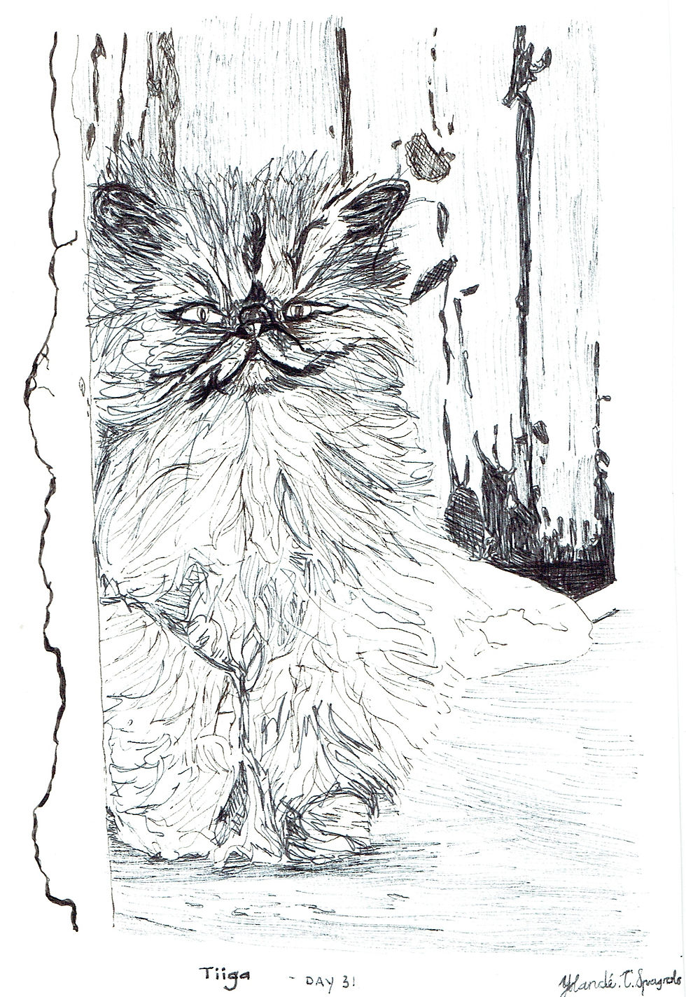 A sketch a day - day 31 Tiiga