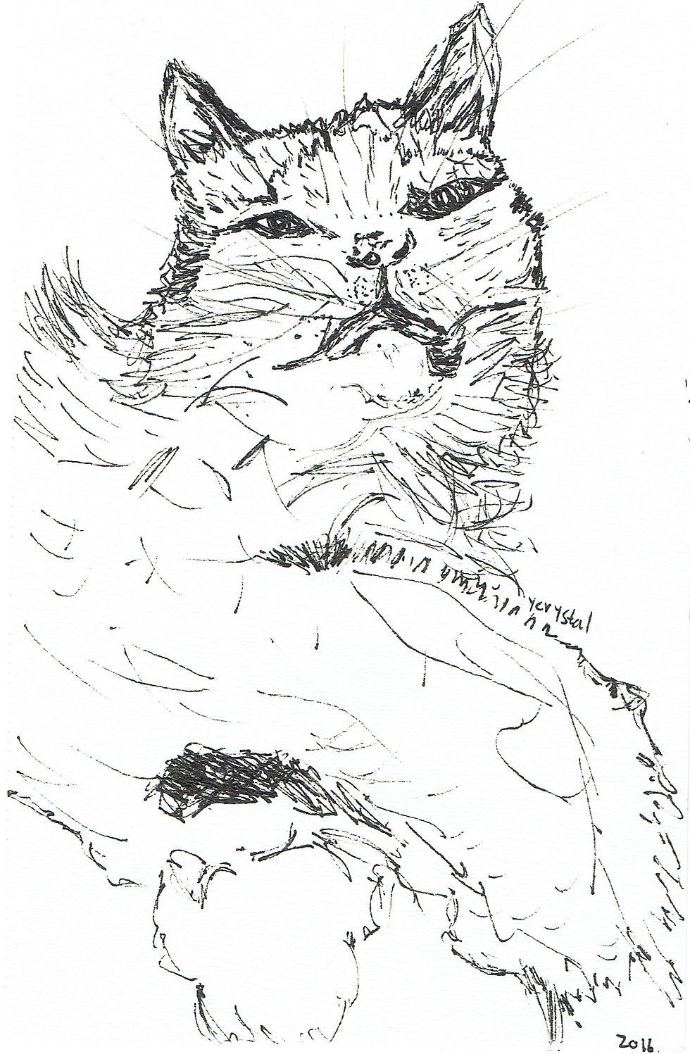 cat illustration