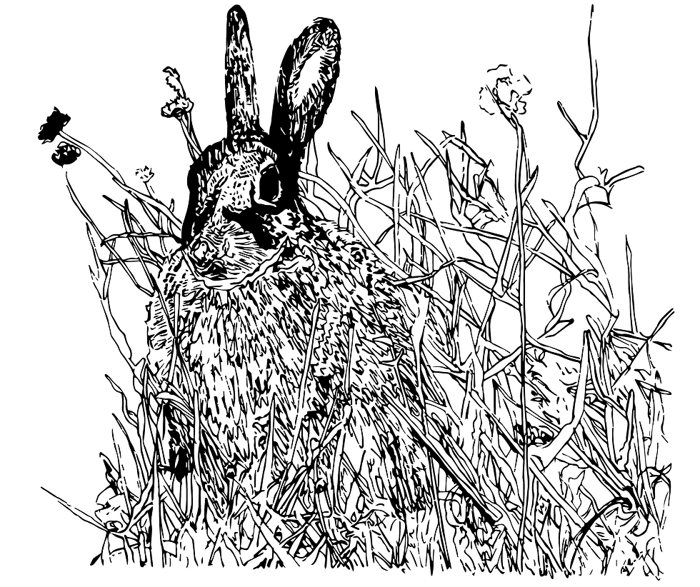 A sketch a day - day 3 hare