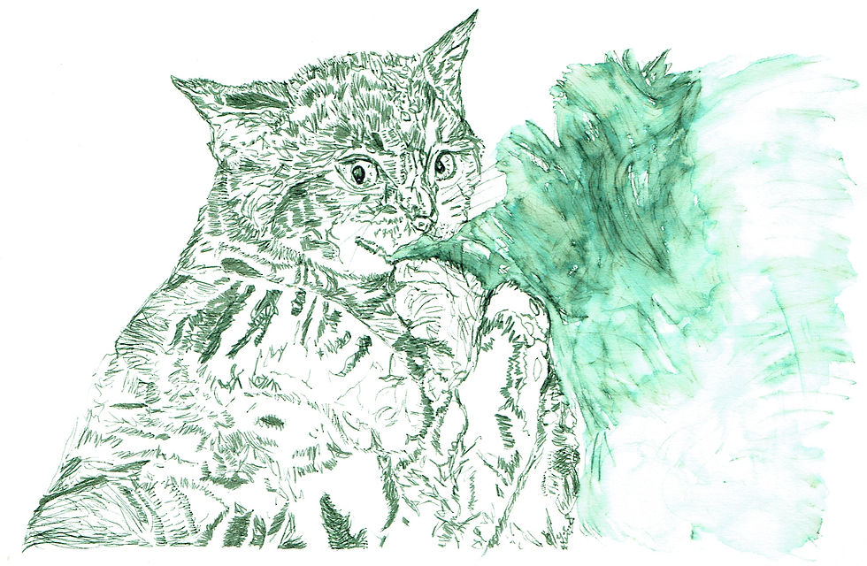 A sketch a day cat
