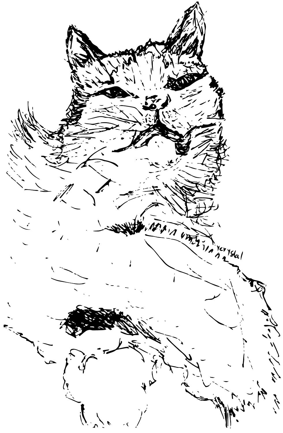 cat illustration trace