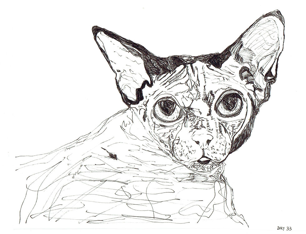 A sketch a day - day 33 siamese kitty cat