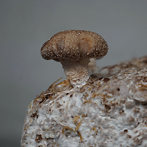 _A256210.JPG