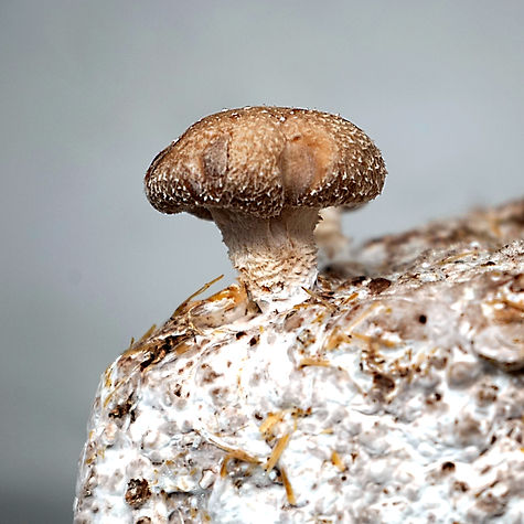 _A256210_edited.jpg